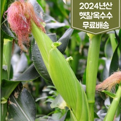 인제로컬푸드,강원도 인제 햇찰옥수수 30개 2024년 무료배송 [로컬푸드] - 7월20일경 출하예정